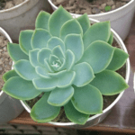 Laxmi kamal live plant ( lakshmi kamal ka podha ) for home decoration and vastu plant