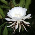 Brahma kamal live plant for home and garden (small plant )