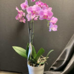 Orchid Flower plant for home and garden