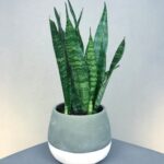 Air purifying snake live plant