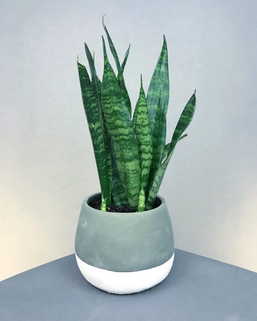 snake_plant