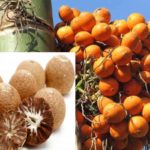Betel nut plant (supari ka podha) Betel nut dry fruit plant