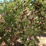 Pistachio live plant (pista ka podha)