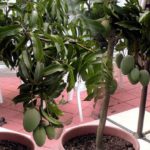 Bara masi mango live plant for home and garden good for pot