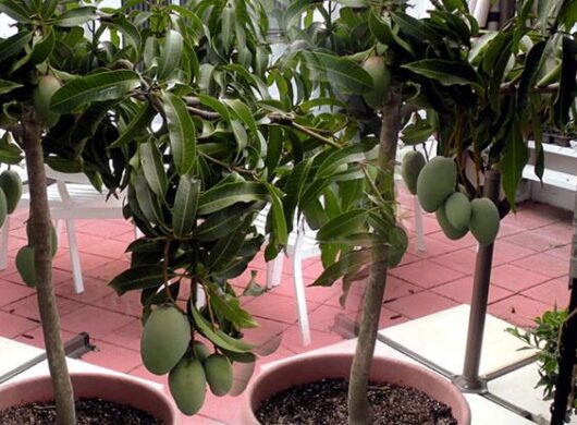 Online mango live plant for garden
