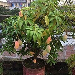 All season mango plant for home garden