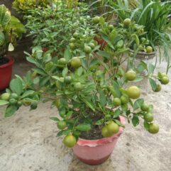 Deshi seedless lemon plant