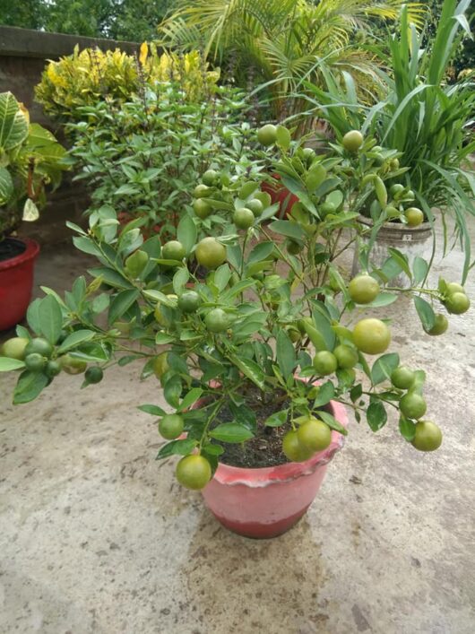 Deshi seedless lemon plant