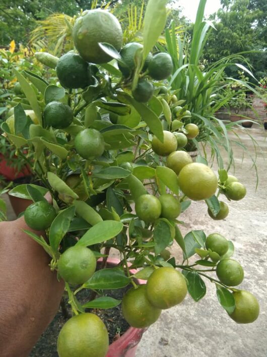 Baramasi lemon live plant For pot