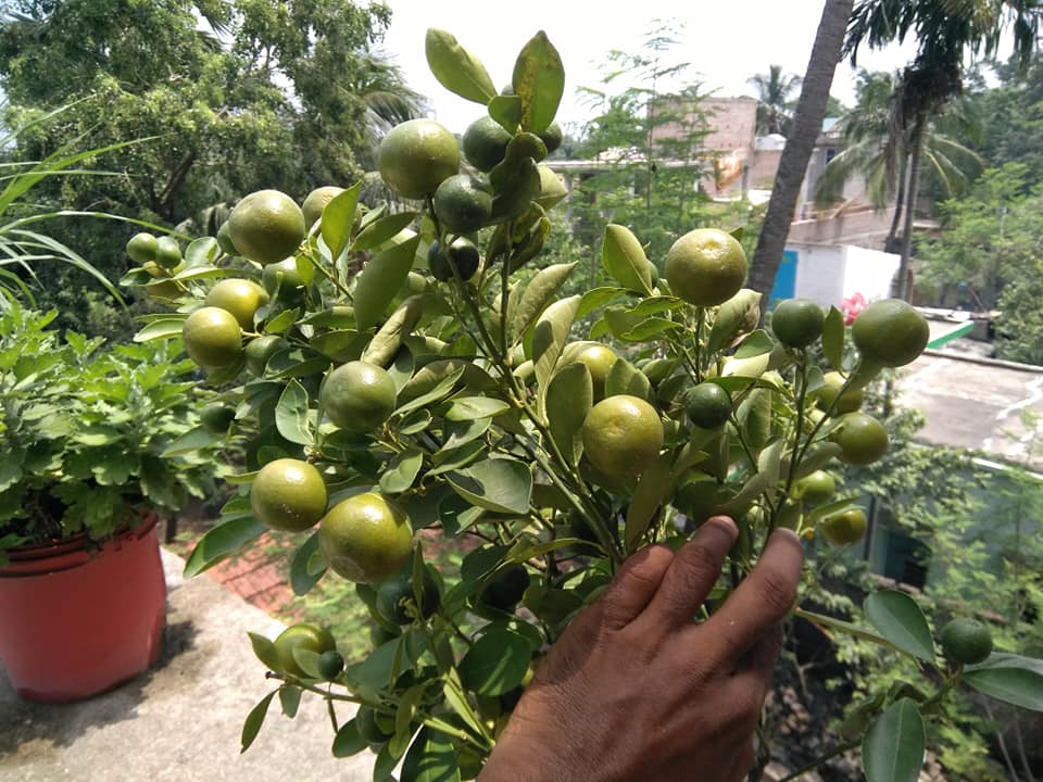 Desi Seedless Nimbu- Lemon Live plant – Bonsai Plants Nursery