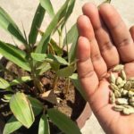 Cardamom plant- Elaichi ka podha