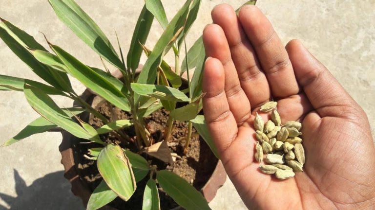 Cardamom plant- Elaichi ka podha – Bonsai Plants Nursery