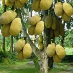 Dwarf Grafted Jack fruit For Pot