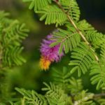 Shami Live plant shami ka podha for home and garden Holy plant for shani grah shanti