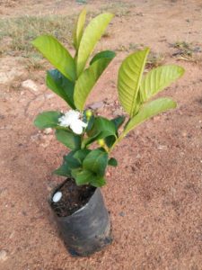 Taiwan pink guava live plant