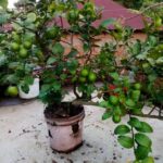Fully Grown All Season  Lemon  Plant for pot and garden – Loaded with many Lemons