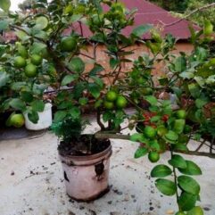 Buy big baramasi lemon live plant with fruits in pot
