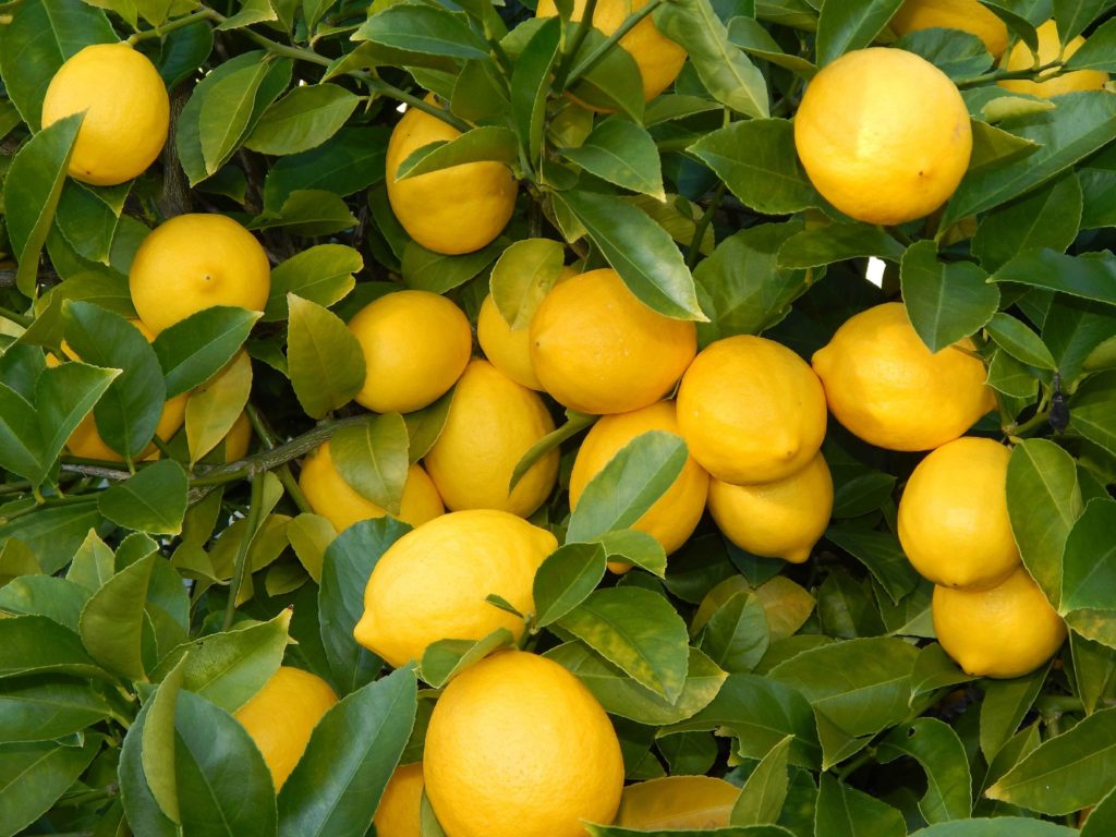 Seedless Lemon For Garden – Bonsai Plants Nursery