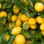 Seedless Lemon For Garden