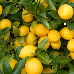 Online seedless lemon plant