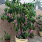 Dwarf Super Sweet Baramasi Mango Plant