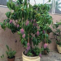 Baramasi mango plant for home garden