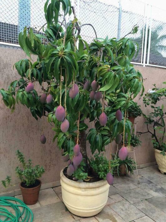 Baramasi mango plant for home garden