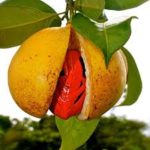 Jaiphal live plant