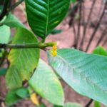 Hing live plant