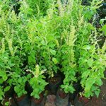 Tulsi live plant for home and garden
