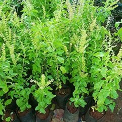 buy tulsi live plant online