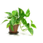 Moneyplant live plant  for home and garden