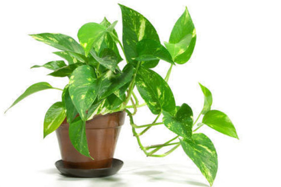 Buy money plant online in India