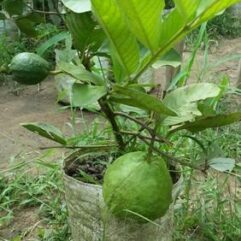 1 Kg grafted guava plant for pot