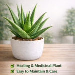 🌿 Aloe Vera Plant – Premium Medicinal Indoor Plant