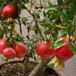 Thailand Anaar Live Plant – Pomegranates Plant for pot