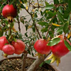 Thailand pomegranate live plant for rooftop garden