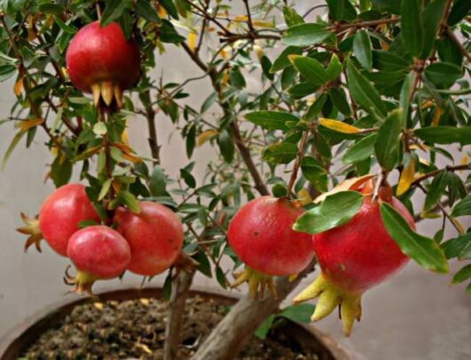 Thailand pomegranate live plant for rooftop garden