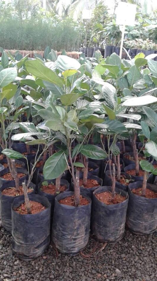 Buy thailand pink jack fruit plant