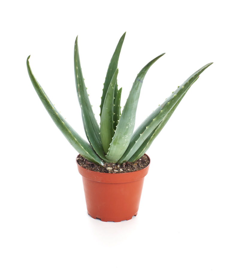 Aloe vera live plant for home and garden - Bonsai Plants Nursery