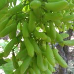 Grapes Live Plant for Long Fruits Home and Garden