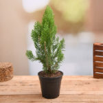 Morpankhi live plant for home and garden