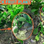 Thailand Pink Jack fruit Plant (Kathal ka paudha)