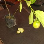 Seedless Baramasi Lemon (Nimbu ka paudha)