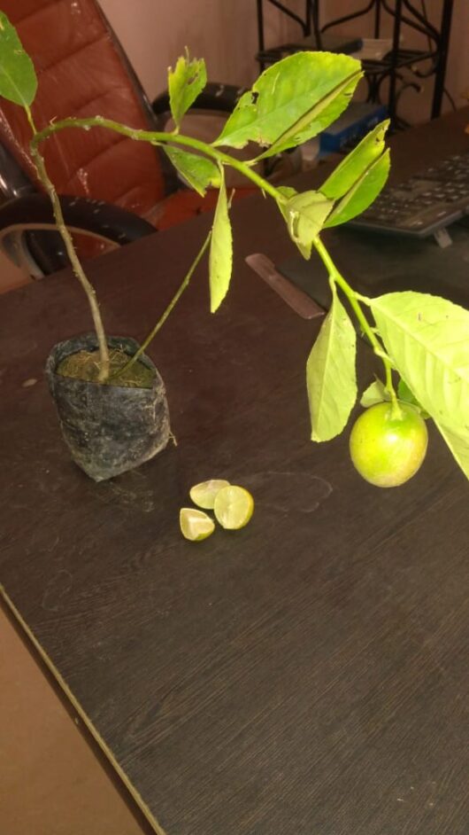 Seedless lemon plant for home garden