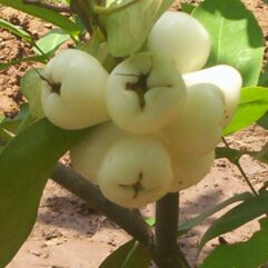 White jamun live plant for home garden