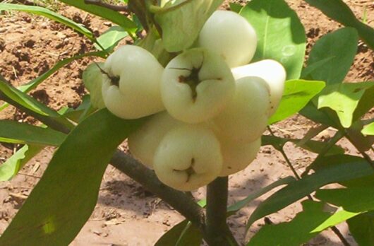 White jamun live plant for home garden