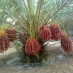 Khajoor live plant (Khajoor ka paudha) – Dates Live plant