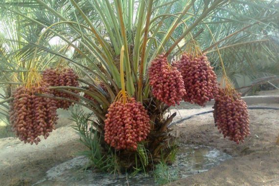 buy khajoor live plant for home garden
