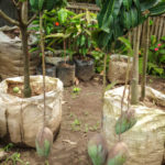 Dwarf Mango Plant For Pot